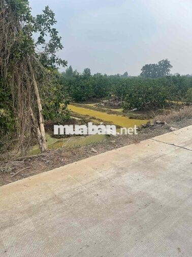 Chính chủ kẹt tiền bán Nhà Vườn sắp lên thổ 2 MT ***