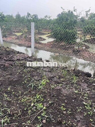 Chính chủ kẹt tiền bán Nhà Vườn sắp lên thổ 2 MT ***