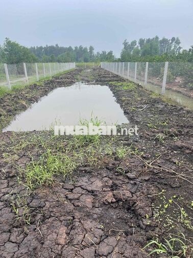 Chính chủ kẹt tiền bán Nhà Vườn sắp lên thổ 2 MT ***
