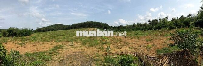 Nhà em cần bán đất phù hợp cho nhu cầu trồng cao su, kho xưởng