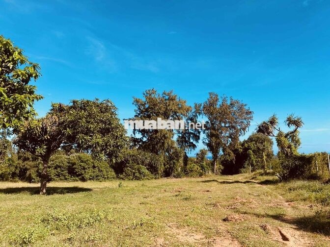 bán đất mặt tiền Nguyễn Tri Phương, view biển đảo Phú Quý xinh đẹp!