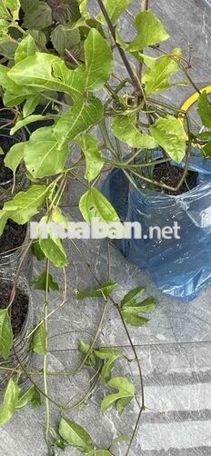 🏡 BÁN NHÀ MẶT TIỀN ĐƯỜNG PHẦN LĂNG –  Đà Nẵng   ❌❌❌TẶNG KÈM NHÀ BÊN CẠ