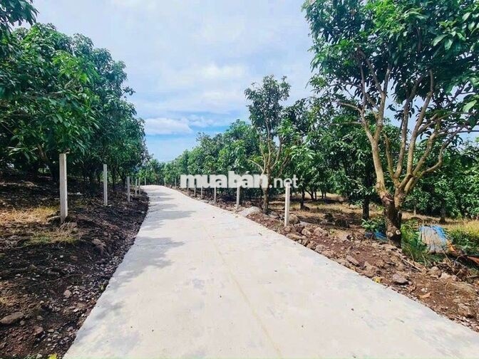 🌿CHỈ 570 TRIỆU/1.000m² – SỞ HỮU VƯỜN XANH VIEW SÔNG HỒ TRỊ AN - LA NGÀ