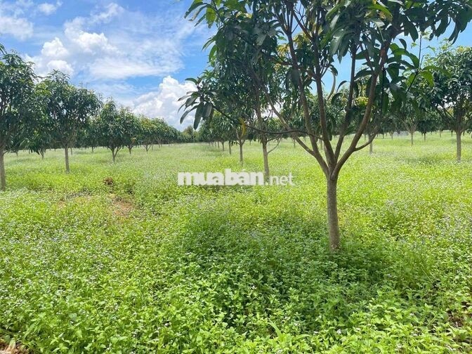 🌿CHỈ 570 TRIỆU/1.000m² – SỞ HỮU VƯỜN XANH VIEW SÔNG HỒ TRỊ AN - LA NGÀ