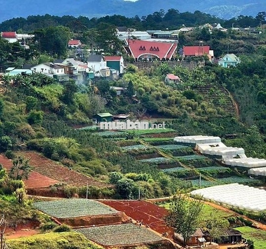 CẦN BÁN ĐẤT NỀN XUÂN THỌ – P. XUÂN TRƯỜNG, ĐÀ LẠT