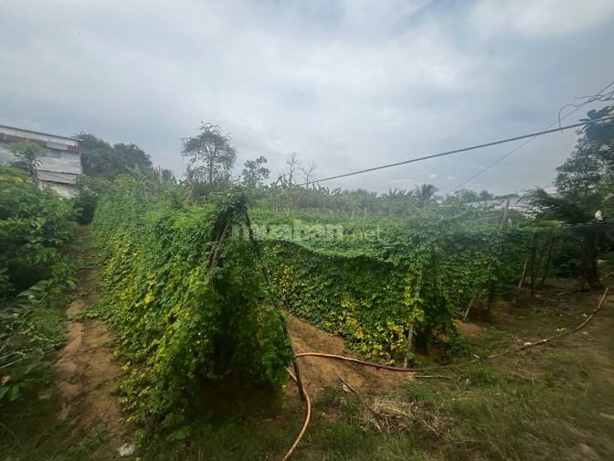 Đất phù hợp nhà vườn, nghỉ dưỡng/đầu tư