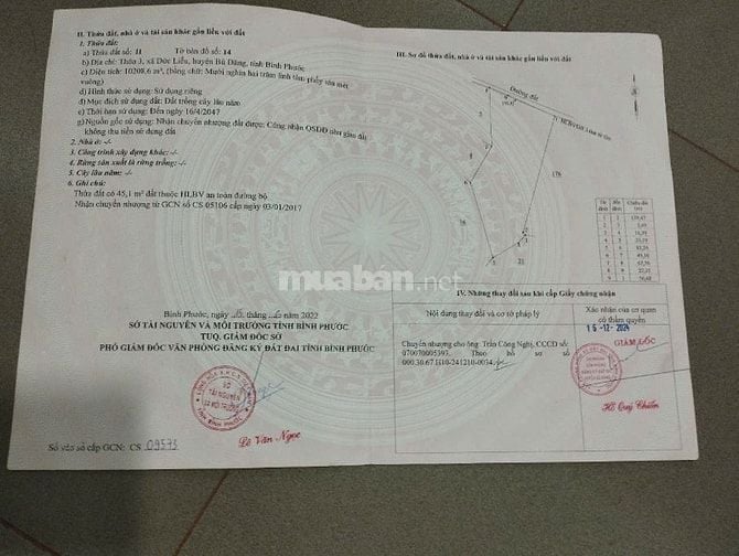 Cần Tiền làm ăn chính chủ  Bán gấp 1ha điều Thôn 3 , Đức Liễu bù đăng