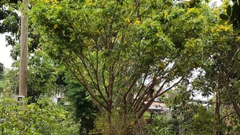 Bán mai 5 cánh truyền thống không vô chậu Bán mai 5 cánh truyền thống không vô chậu