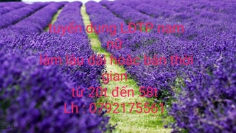 Cần tuyển 2 nam nữ LĐPT Phụ Bán Hàng ( làm giờ hành chính ). Cần tuyển 2 nam nữ LĐPT Phụ Bán Hàng ( làm giờ hành chính ).