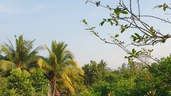 Đất vườn đẹp, mát mẻ, trồng cây ăn trái thu hoạch quanh năm