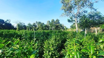 Bán 5600m2 đất có thổ cư, vườn cây trà xanh, trên 12 năm