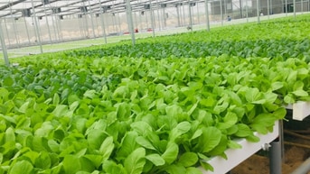 Cần tuyển nam nữ làm vườn ươm bao ăn ở 
