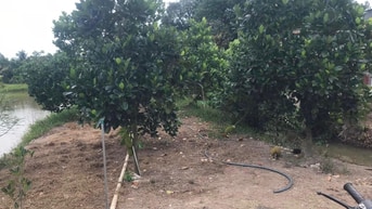 Em đang bán 3082m2 giá 1050 có thương lượng, đã lên vườn, có ao