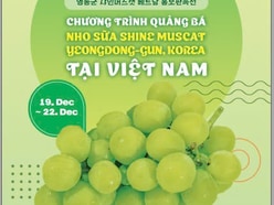 CHƯƠNG TRÌNH QUẢNG BÁ NHO SỮA  SHINE MUSCAT YEONGDONG-GUN, KOREA  