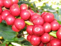 Cà phê hạt 100% Arabica chính gốc tại vùng đất Buôn Ma Thuột trên toàn quốc Cà phê hạt 100% Arabica chính gốc tại vùng đất Buôn Ma Thuột trên toàn quốc