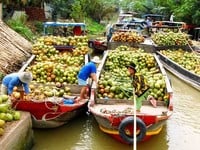 Mía miền tây&Dừa bến tre cung cấp cả nước, xuất khẩu Mía miền tây&Dừa bến tre cung cấp cả nước, xuất khẩu