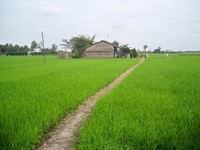 Đất nền đất ruông Khu vực Xã Tân Điền Biển Gò Công Đất nền đất ruông Khu vực Xã Tân Điền Biển Gò Công