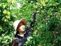 Cần tuyển lao động chăm sóc vườn làm bao ăn ở Cần tuyển lao động chăm sóc vườn làm bao ăn ở