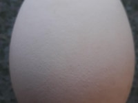 Bán trứng Ngỗng cho bà bầu. Có bán ngỗng con, ngỗng mẹ. Bán trứng Ngỗng cho bà bầu. Có bán ngỗng con, ngỗng mẹ.