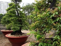 Ban 3 cây khế cổ (lưỡng long tranh châu) Ban 3 cây khế cổ (lưỡng long tranh châu)