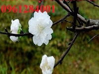 Bán cây giống đào bạch, đào trắng, số lượng lớn, giao cây toàn quốc Bán cây giống đào bạch, đào trắng, số lượng lớn, giao cây toàn quốc