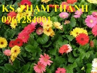 Bán cây giống hoa đồng tiền nuôi cấy mô, số lượng lớn Bán cây giống hoa đồng tiền nuôi cấy mô, số lượng lớn