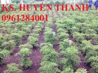 Bán cây giống đinh lăng nếp lá nhỏ, số lượng lớn, giao cây toàn quốc Bán cây giống đinh lăng nếp lá nhỏ, số lượng lớn, giao cây toàn quốc