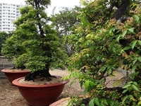 Bán 3 cây khế cổ Thế (Lưỡng long tranh châu) Bán 3 cây khế cổ Thế (Lưỡng long tranh châu)