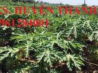 Cây giống, hạt giống đu đủ lùn cao sản Thái Lan, số lượng lớn Cây giống, hạt giống đu đủ lùn cao sản Thái Lan, số lượng lớn