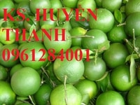 Chuyên cung cấp cây giống cam xoàn, giống cây cam xoàn Chuyên cung cấp cây giống cam xoàn, giống cây cam xoàn