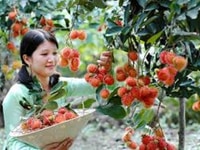 Tuyển nam nữ giữ vườn cây ăn trái bao ăn ở Tuyển nam nữ giữ vườn cây ăn trái bao ăn ở