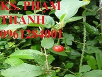 Chuyên cung cấp cây giống cà gai leo, hạt giống cà gai leo Chuyên cung cấp cây giống cà gai leo, hạt giống cà gai leo