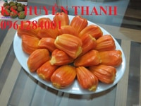 Chuyên cung cấp cây giống mít ruột đỏ, cây mít ruột đỏ, số lượng lớn Chuyên cung cấp cây giống mít ruột đỏ, cây mít ruột đỏ, số lượng lớn