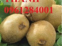 Chuyên cung cấp cây giống, hạt giống kiwi, chuẩn giống Chuyên cung cấp cây giống, hạt giống kiwi, chuẩn giống