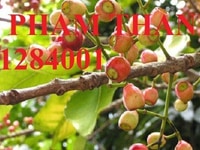 Chuyên cung cấp cây giống vối, giống cây vối, cây vối giống Chuyên cung cấp cây giống vối, giống cây vối, cây vối giống