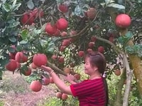 Cây bưởi luận văn, giống cây bưởi luận văn, bưởi đỏ luận văn. Cây bưởi luận văn, giống cây bưởi luận văn, bưởi đỏ luận văn.