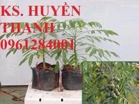 Cây giống cóc thái, giống cây cóc thái, cây cóc thái, giống cóc thái. Cây giống cóc thái, giống cây cóc thái, cây cóc thái, giống cóc thái.