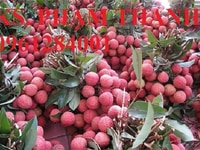 Cây giống vải thiều, giống cây vải thiều, vải thiều cây giống, cây vải Cây giống vải thiều, giống cây vải thiều, vải thiều cây giống, cây vải