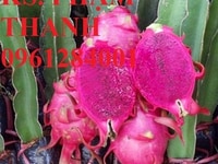 Cây giống thanh long ruột đỏ, giống cây thanh long ruột đỏ. Cây giống thanh long ruột đỏ, giống cây thanh long ruột đỏ.
