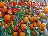 Cây giống hồng không hạt, giống hồng Bảo Lâm, giống cây hồng không hạt Cây giống hồng không hạt, giống hồng Bảo Lâm, giống cây hồng không hạt