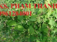 Cây giống hà thủ ô, giống cây hà thủ ô, hà thủ ô đỏ, cây hà thủ ô đỏ. Cây giống hà thủ ô, giống cây hà thủ ô, hà thủ ô đỏ, cây hà thủ ô đỏ.