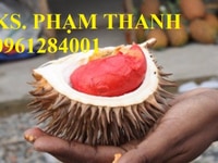 Cây giống sầu riêng ruột đỏ, giống cây sầu riêng ruột vàng. Cây giống sầu riêng ruột đỏ, giống cây sầu riêng ruột vàng.