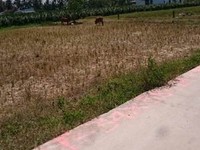 Bán đất thổ cư Hàm Thuận Nam, Phan Thiết, Bình Thuận 47x38m 1800m2 Bán đất thổ cư Hàm Thuận Nam, Phan Thiết, Bình Thuận 47x38m 1800m2