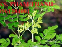 Cây giống chùm ngây, giống cây chùm ngây, hạt giống chùm ngây. Cây giống chùm ngây, giống cây chùm ngây, hạt giống chùm ngây.