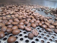 CÀ PHÊ HẠT ROBUSTA rang mộc chế phin, rang mộc pha máy cho quán cafe CÀ PHÊ HẠT ROBUSTA rang mộc chế phin, rang mộc pha máy cho quán cafe