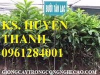 Cây giống bưởi đỏ Tân Lạc, giống cây bưởi Tân Lạc, bưởi đỏ Tân Lạc. Cây giống bưởi đỏ Tân Lạc, giống cây bưởi Tân Lạc, bưởi đỏ Tân Lạc.