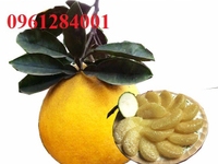 Cây giống bưởi diễn, giống cây bưởi diễn, cây bưởi diễn giống. Cây giống bưởi diễn, giống cây bưởi diễn, cây bưởi diễn giống.