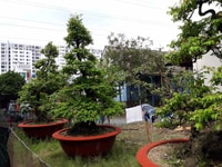 Bán 3 cây khế cổ đề tài (Lưỡng long tranh châu) Bán 3 cây khế cổ đề tài (Lưỡng long tranh châu)