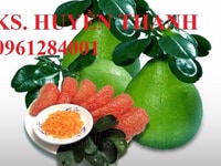 Cây giống bưởi da xanh miền nam, cây bưởi da xanh chiết, bưởi da xanh. Cây giống bưởi da xanh miền nam, cây bưởi da xanh chiết, bưởi da xanh.