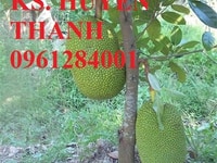 Cây giống mít thái siêu sớm, mít thái changai, mít thái tứ quý Cây giống mít thái siêu sớm, mít thái changai, mít thái tứ quý